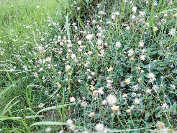 生长在草地上的野生棉铃虫 Tridax Procumbens — 图库照片