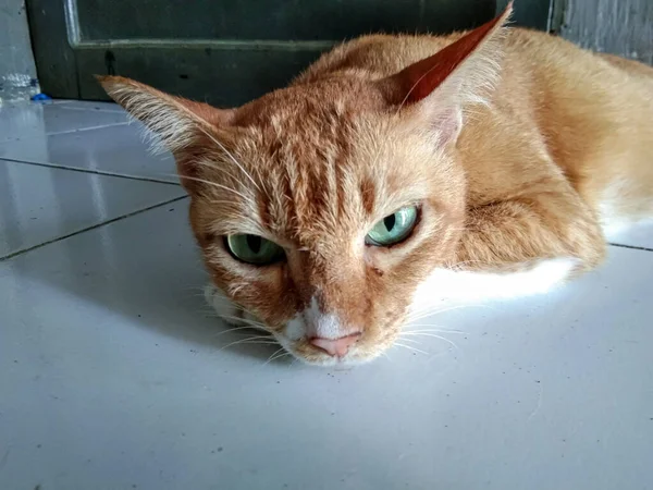 Χαριτωμένο Πορτοκαλί Και Πράσινα Μάτια Έκφραση Γάτα — Φωτογραφία Αρχείου