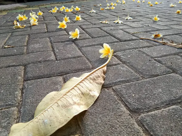 Frangipani Blumen Fallen Auf Die Pflasterstraße Die Einem Niedrigen Winkel — Stockfoto