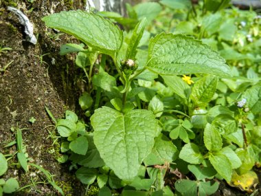 Yeşil yabani bitkiler doğa temalı arka plan olarak kullanılmak için uygundur
