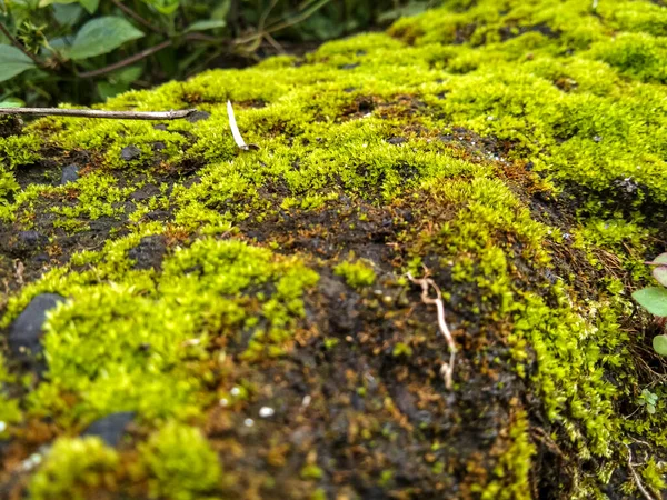 野生苔藓植物适合用作以自然为主题的背景 — 图库照片