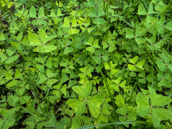 Gröna Vilda Växter Lämpar Sig För Användning Som Bakgrund Med — Stockfoto
