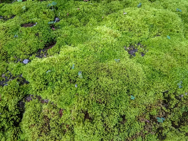 Wildmoospflanzen Eignen Sich Als Hintergrund Für Naturthemen — Stockfoto