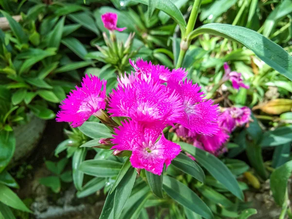 Dianthus Цветок Декоративное Растение Ярко Фиолетовым Цветом — стоковое фото