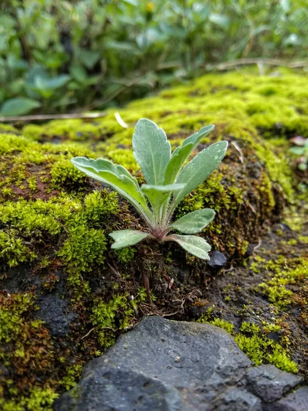 Grüne Wildpflanzen Eignen Sich Als Hintergrund Für Naturthemen — Stockfoto