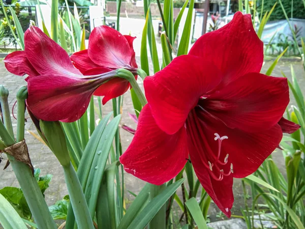 Amaryllis Kırmızı Aslanı (Hippeastrum melezi) Çiçeklerin büyüklüğü büyük, turuncu - tek taç yapraklı kırmızı, kesinlikle tüm gözler onu görmek için çekilecek.