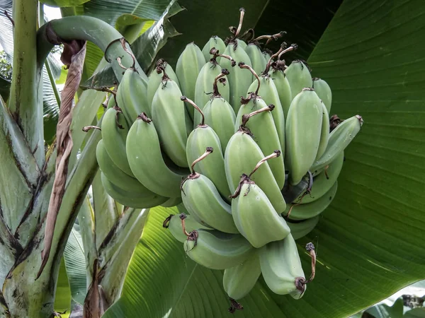 果实仍为绿色的香蕉树 — 图库照片