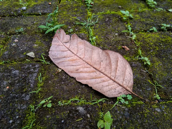 Сухие Листья Падают Мощеную Тротуару — стоковое фото