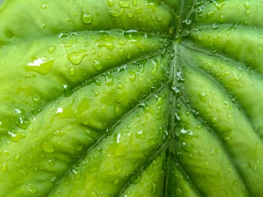 Üzerinde yağmur damlaları olan yeşil yaprak arkaplanı