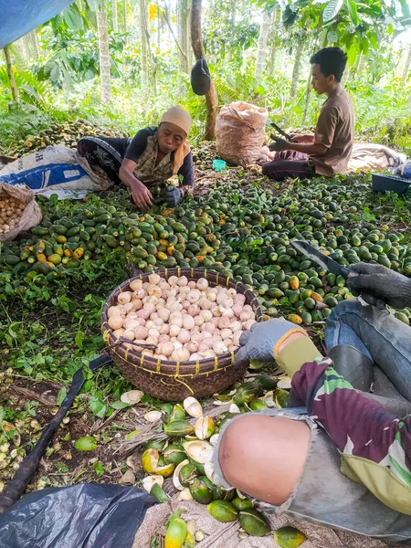 Probolinggo, Endonezya. Kasım 06.2022: bazı Asyalı çiftçiler betel fındığı hasat ediyorlar.