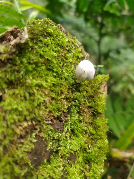 Volvara Bombycina Mushroom Growes Directly Fasy Weathered Wood — стоковое фото