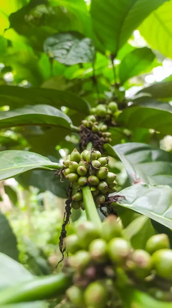 有绿色咖啡樱桃的咖啡植物 — 图库照片