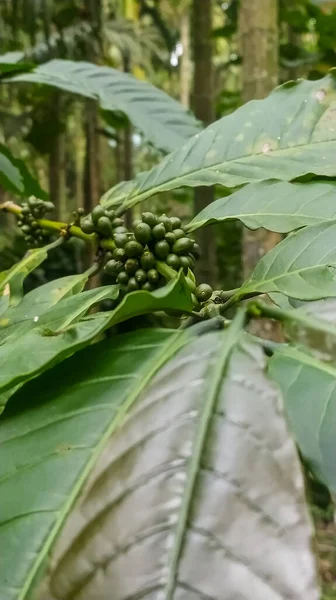 有绿色咖啡樱桃的咖啡植物 — 图库照片