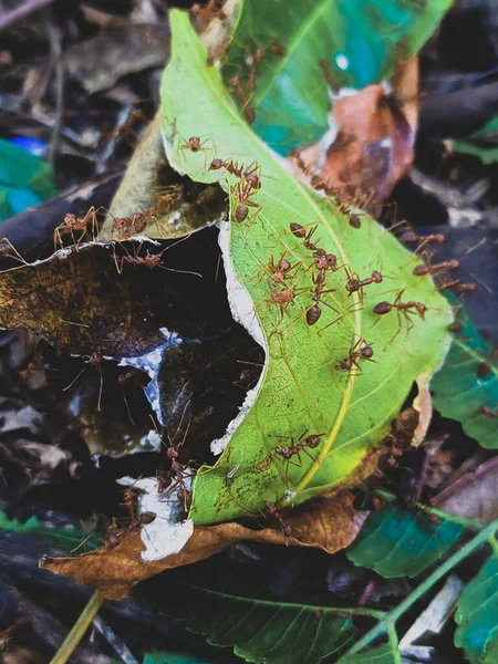 Bir Grup Dokumacı Karınca Yerde Yeşil Bir Yaprak Üzerinde — Stok fotoğraf