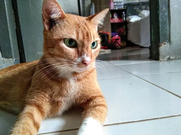 Gato Doméstico Bonito Com Olhos Claros — Fotografia de Stock