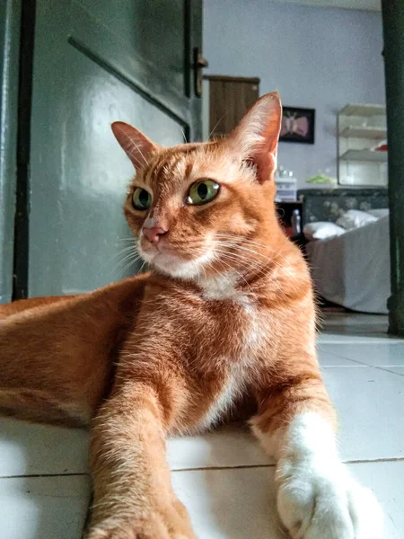Kucing Domestik Lucu Dengan Mata Yang Jernih — Stok Foto