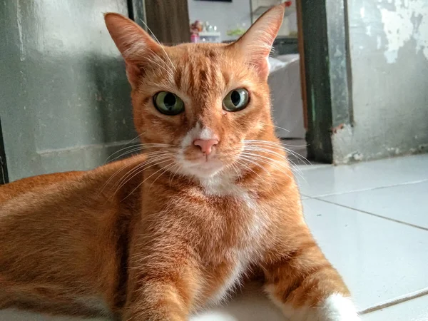 Gato Doméstico Bonito Com Olhos Claros — Fotografia de Stock