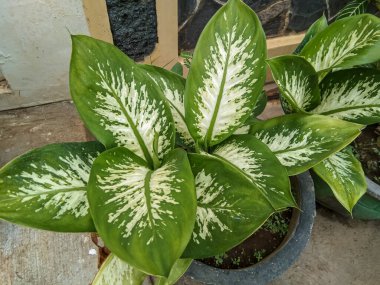 Aglonema sri besin-aglonema süs bitkisi