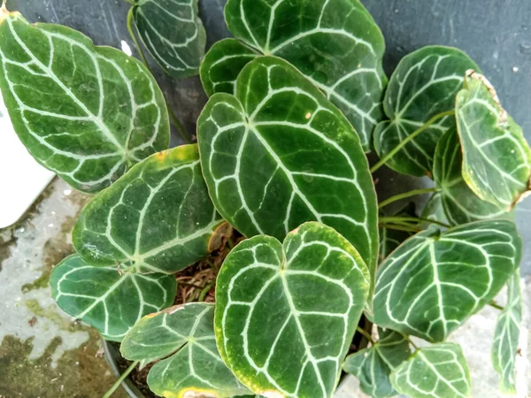 Антуриум Кристаллический Известный Растение Уха Слона Декоративное Растение Семейства Araceae — стоковое фото