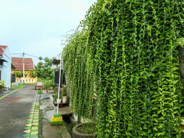房子篱笆上的藤蔓 背景上有一条住宅街道 — 图库照片