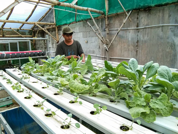 Probolinggo Indonesia Nov 2022 Las Verduras Frescas Cultivadas Hidropónicamente Son — Foto de Stock