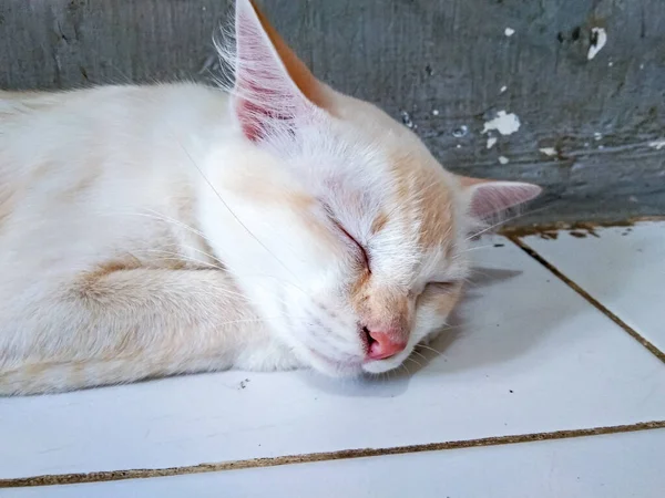 家养的白猫睡在房子的地板上 — 图库照片