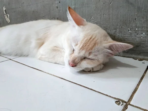 Οικιακή Λευκή Γάτα Κοιμάται Στο Πάτωμα Του Σπιτιού — Φωτογραφία Αρχείου