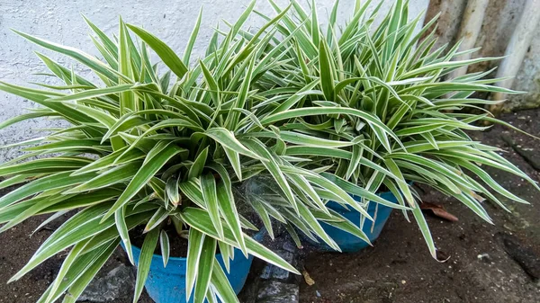 stock image Chlorophytum comosum / lilies paris. This plant has green leaves with white trim, this plant is a semi-indoor plant that can be planted in pots or in the yard.