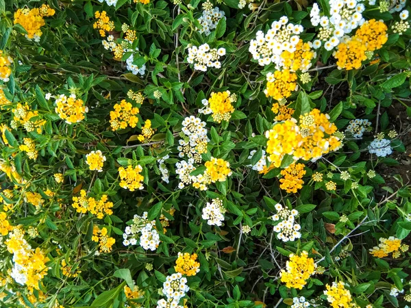黄白相间的杏仁花在花园里盛开 适合用作背景资料 — 图库照片