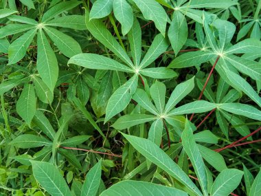 Yeşil manyok yaprakları sebzeler için kullanılabilir.