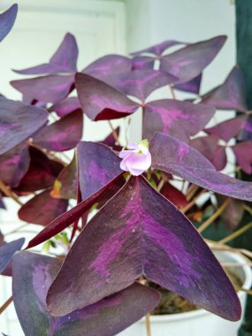 Bu çiçeğin bilimsel adı Oxalis Triangularis ya da sıklıkla 