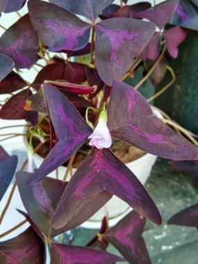 Bu çiçeğin bilimsel adı Oxalis Triangularis ya da sıklıkla 