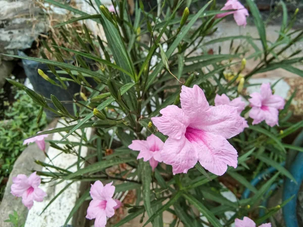 Pembe Ruellia çiçekleri evin terasına yakın.