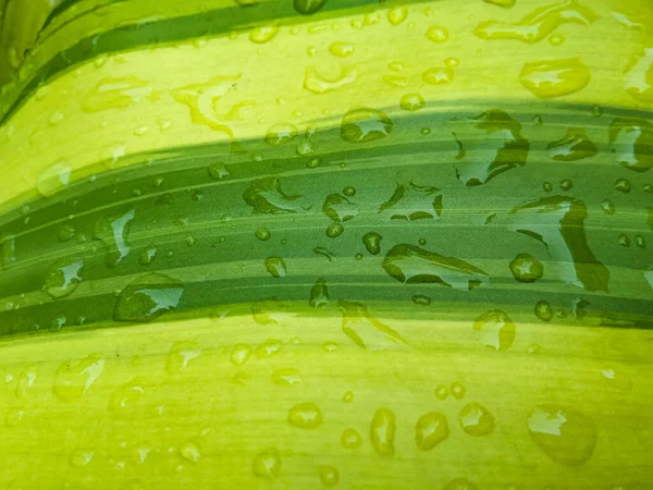 Güzel Dracaena parfümleri sabah çiğ damlalarıyla ayrılır.