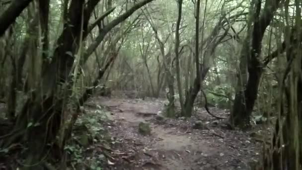 Mistyczna Atmosfera Lasu Gęstymi Gęstymi Drzewami — Wideo stockowe
