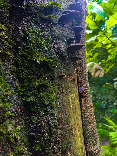 mushrooms growing on tree trunks in the forest