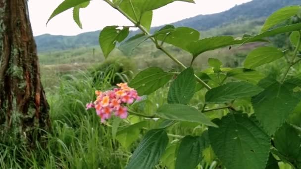 Panorama Natural Con Flores Rosadas Balanceándose Viento — Vídeos de Stock
