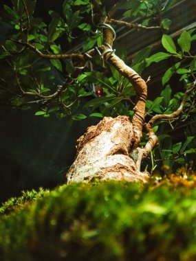 Bonsai saksılarda yosun toprağı, alçak açılı çekim