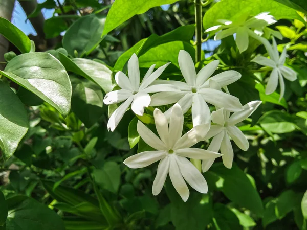 close up of Jasminum multipartitum during the day