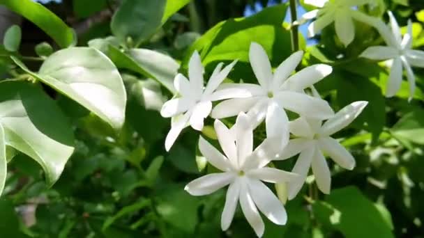 Jasmine Flowers Bloom Day — Wideo stockowe