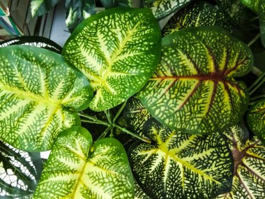 Caladium bicolor, Fancy Leaf Caladium