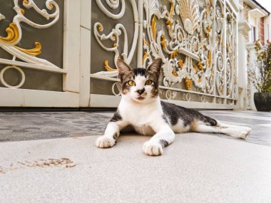 domestic cat is relaxing in front of the terrace of the house