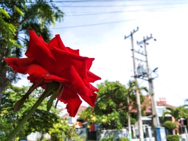 close up of a red rose taken from a lower angle in the morning against a sky background