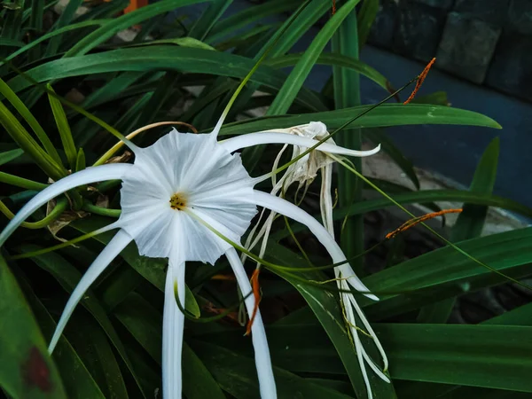Beach Spider Lily Hymenocallis Speciosa Bloom Morning — Photo