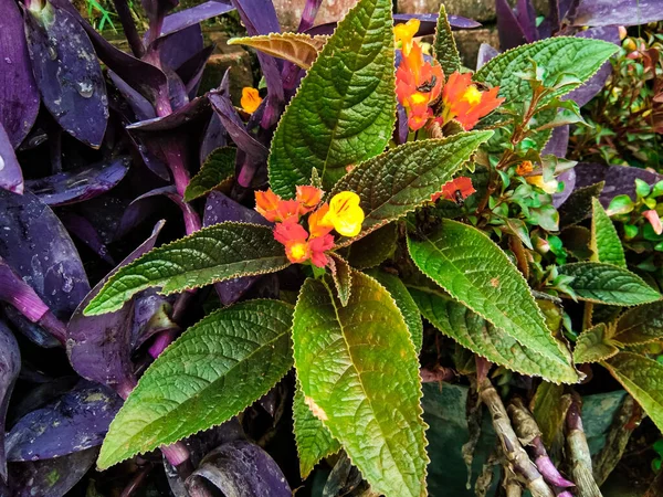 Chrysothemis Pulchella Copper Leaf Ornamental Plant Copper Colored Leaves Morning — Photo