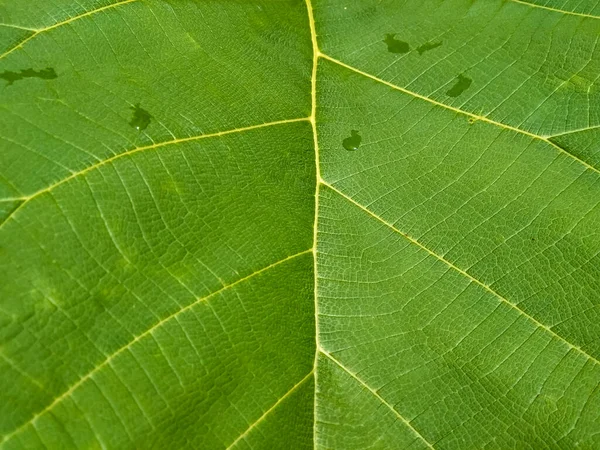 close up of fiber from teak leaves suitable for background