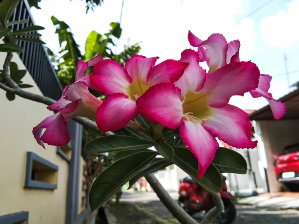 Japanese Frangipani Flower Adenium Seed Blooms Morning — Photo