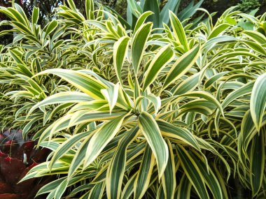Pleomele or lily bamboo which thrives in gardens with cool air