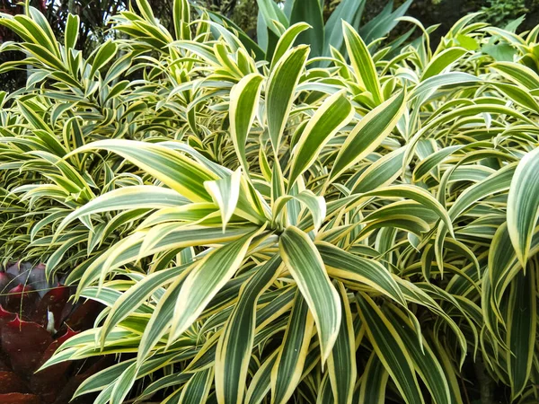 Pleomele or lily bamboo which thrives in gardens with cool air