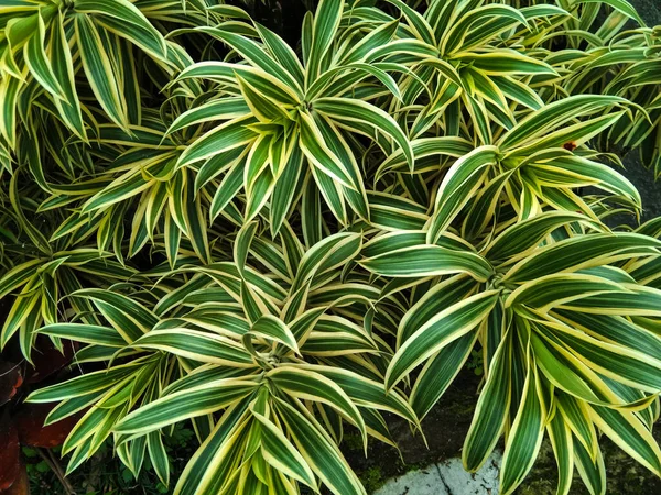 Pleomele or lily bamboo which thrives in gardens with cool air